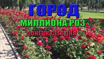 Фото розы в формате WEBP с выбором размера файла