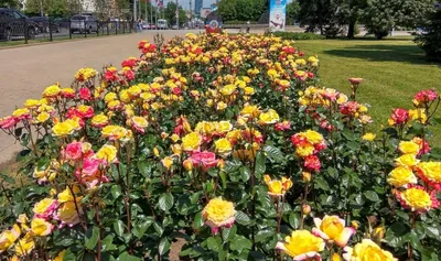 Фото розы в формате PNG с изменяемыми размерами