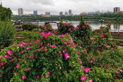 Фото розы с разными размерами