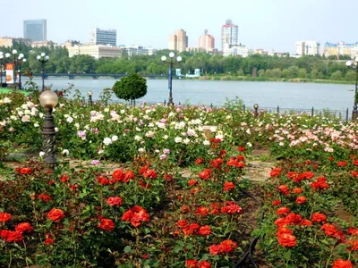 Картинка розы с возможностью выбора формата
