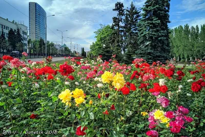 Фотография розы в формате WEBP