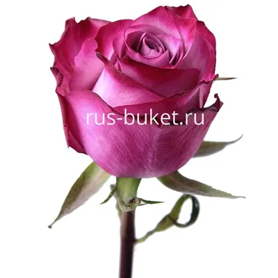 Изображение розы фиолетового цвета - jpg, png, webp