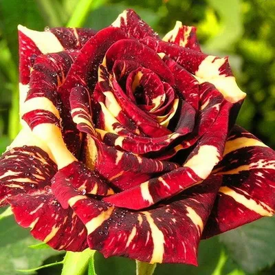 Изображение розы фокус покус в разных форматах