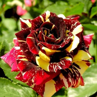 Фотография розы фокус покус для скачивания в формате webp