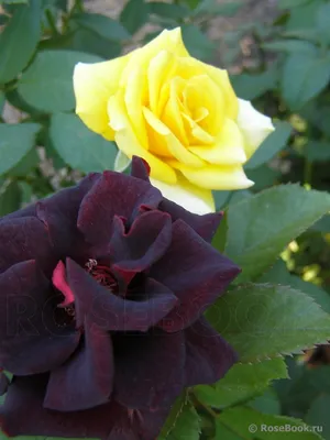 Фотка розы фокус покус в формате png