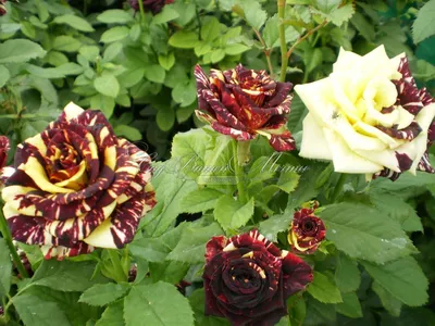 Фото розы фокус покус для скачивания в формате jpg