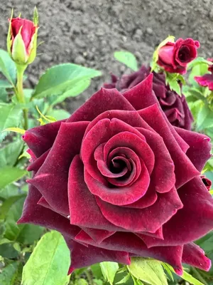 Изображение розы фокус покус в формате webp для скачивания