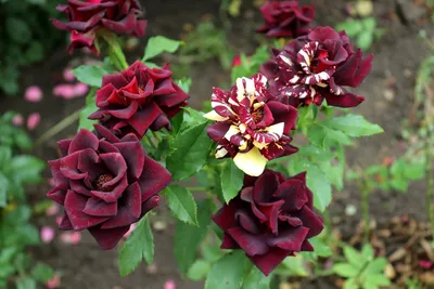 Фотография розы фокус покус в большом размере и формате jpg