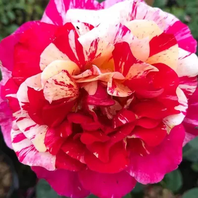 Картинка розы фокус покус в большом размере и разных форматах