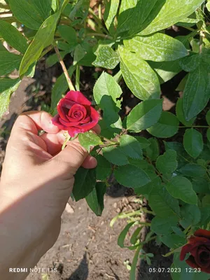 Розы фокус покус в формате png и высоком качестве