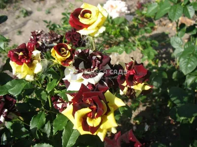 Изображение розы фокус покус в формате png