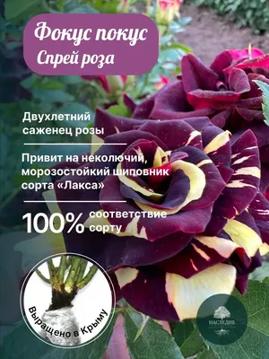 Фотка розы фокус покус в формате jpg и png