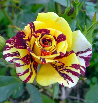 Розы фокус покус в формате png - выбирайте размер изображения