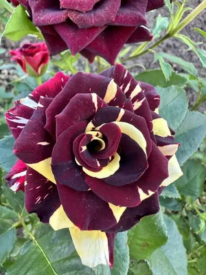 Фотография розы фокус покус - выберите размер и формат