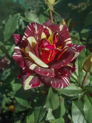 Фотка розы фокус покус в разных размерах и форматах