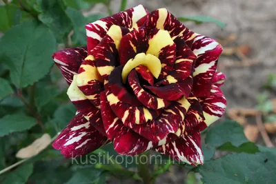 Фото розы фокус покус в формате png с высоким качеством