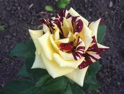 Фотография розы фокус покус с возможностью выбора размера