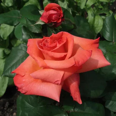 Загадочные розы гибридные: фотографии, которые вызывают эмоции