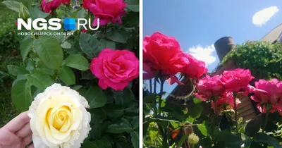 Фотографии роз грандифлора в разных форматах: jpg, png, webp