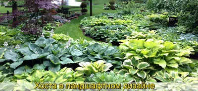 Фото роз и хостов: высокое качество и разнообразие форматов