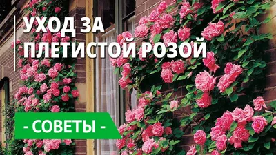 Коллекция фотографий роз и клематисов: выберите формат и размер