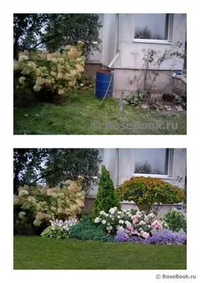 Уникальные розы и скрытые можжевельники: фотографии