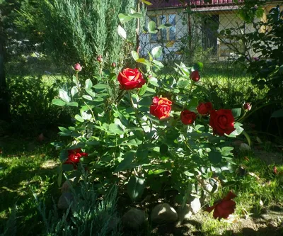 Соблазнительные розы и можжевельник на фото