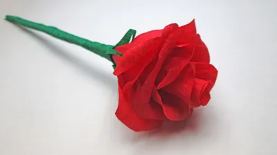 Фото розы из бумаги с возможностью загрузки в png