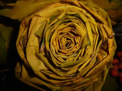 Удивительная красота: фотографии роз из кленовых листьев в различных размерах