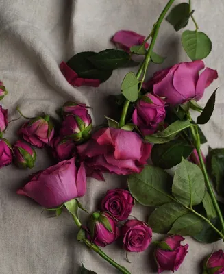 Уникальные изображения роз из ткани в формате jpg