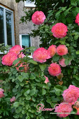Изумительные розы кордеса: фотографии высокого разрешения