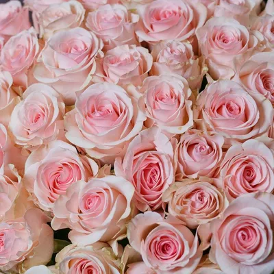 Источник вдохновения: фотографии кустовых роз