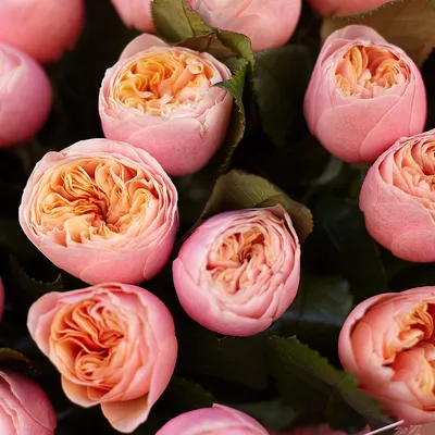 Кусты роз: прекрасная тема для фотографий