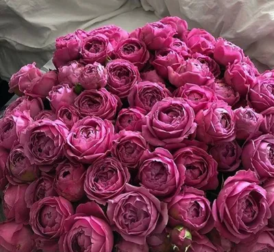 Очарование кустовых роз на качественных фото