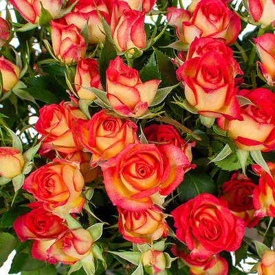 Розы кустовые: выбор и загрузка фото вживую