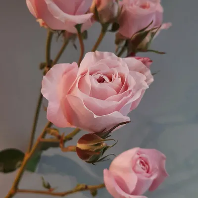 Ключ к вдохновению: фото кустовых роз