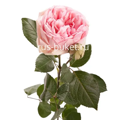 Изображения кустовых роз: выбирайте из множества форматов