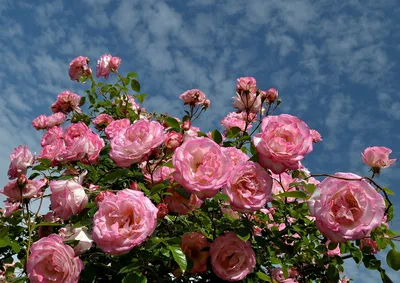 Фото розовых кустов для загрузки в формате jpg
