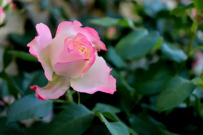 Фотки розовых кустов различных размеров