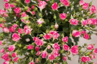 Фото прекрасных розовых кустов: выбор формата