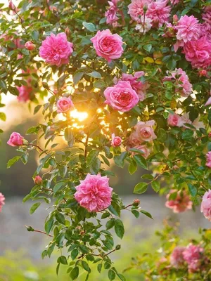 Уникальные изображения розовых кустов в формате png