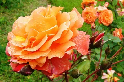 Фотки кустов роз различной величины для скачивания