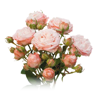 Изображения розовых кустов в стиле фотографии