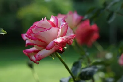 Фото розовых кустов с возможностью выбора формата