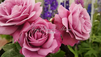 Изображения кустов роз разных размеров: выбор формата