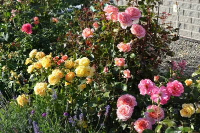 Фотки розовых кустов в потрясающем качестве