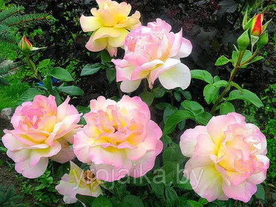 Загрузите фото розовых кустов в формате png 