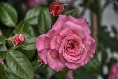 Фото розовых кустов в качестве jpg, png, webp