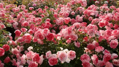 Превосходные изображения розовых кустов для скачивания