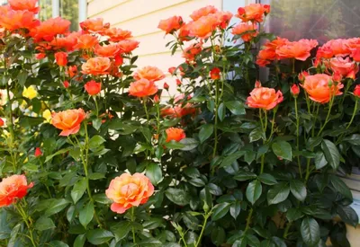 Фотки кустов роз различного размера с выбором формата